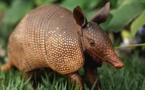 Pourquoi rêver de tatou ?