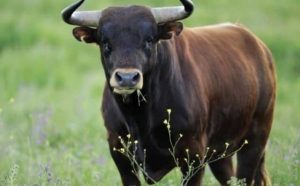 Pourquoi rêver de taureau ?