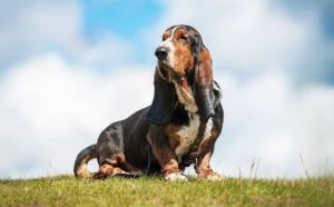 Pourquoi rêver de teckel ?