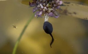 Pourquoi rêver de têtard ?