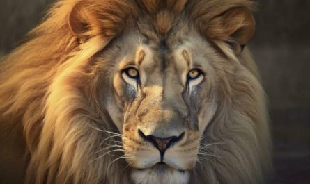 Pourquoi rêver de tête de lion ?