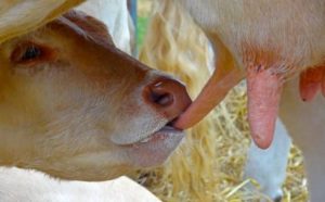 Pourquoi rêver de téter ?