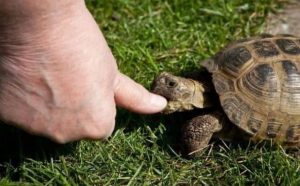 Pourquoi rêver de tortue qui mord ?