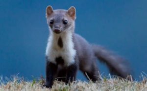 Pourquoi rêver de zibeline ?