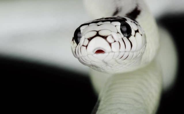 Signification du rêve avec un serpent blanc d’apparence inoffensive.