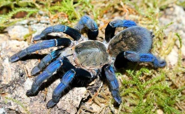 Signification détaillée du rêve d'araignée bleue : 