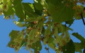 Pourquoi rêver de tilleul ?