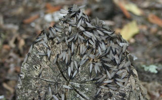 Rêver de termites : Fragilité ou vulnérabilité
