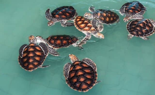 Rêver de tortues de mer : Patience et Endurance