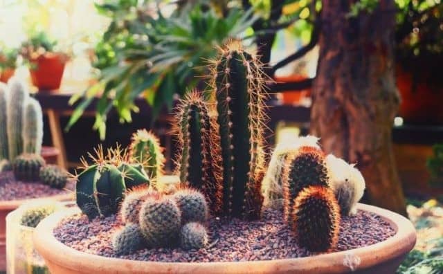 La signification d’un rêve de cactus en pot