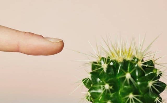 Pourquoi rêver d'épines de cactus  ?