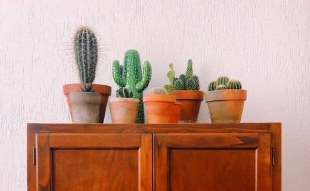 Pourquoi rêver de cactus dans la maison ?