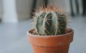 La signification d’un rêve de cactus