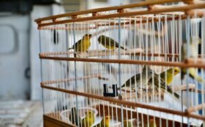 La signification d’un rêve de cage