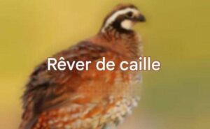 La signification d’un rêve de caille